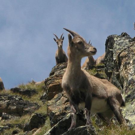 Silva Peak Residences Galtuer - Paznaun - Inkl Premium Silvretta Card Kültér fotó